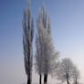 Winter Trees 3784477