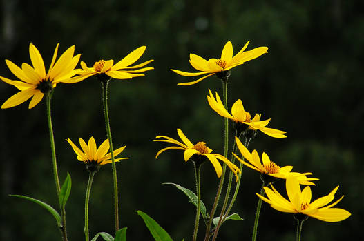 Yellow Flowers 4446713