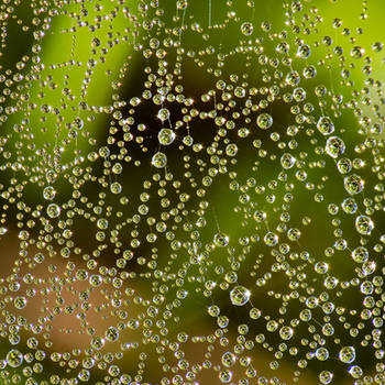 Dew Drops 4749798