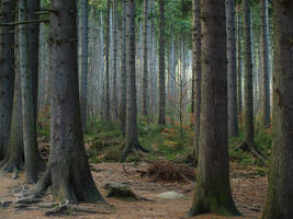 Frightening Forest 10714230