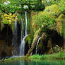 Tropical Forest 15027224