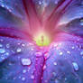 Viola Flower 15117002
