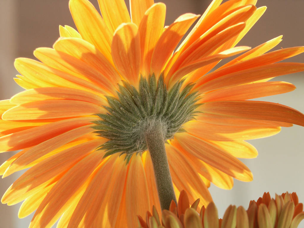 Yellow Flower 15337638 by StockProject1