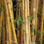 Bamboo Forest 15394689