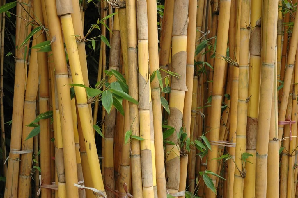 Bamboo Forest 15394689 by StockProject1