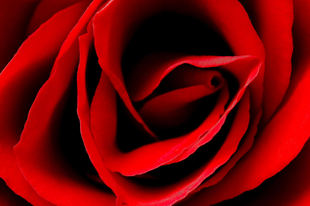 Bright Petals 15713360 by StockProject1