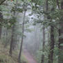 Foggy Path 16359661