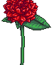 A simple rose