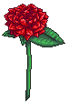 A simple rose by Lyricanna