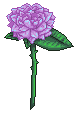 Incandescent Rose for Kit by Lyricanna