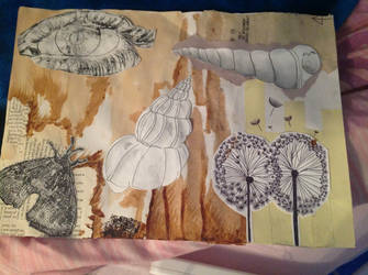 Shells sheet