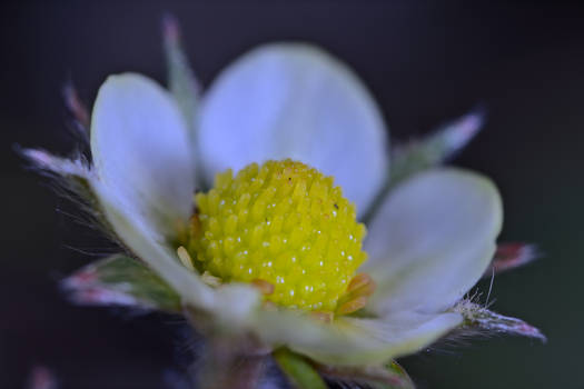 Wild Strawberry Blossom