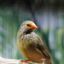 Female Star Finch