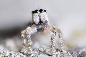 Jumping Spider Sp. 5:1 Macro stacked