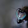 Cute little fly (5:1 macro, 4 images stacked)