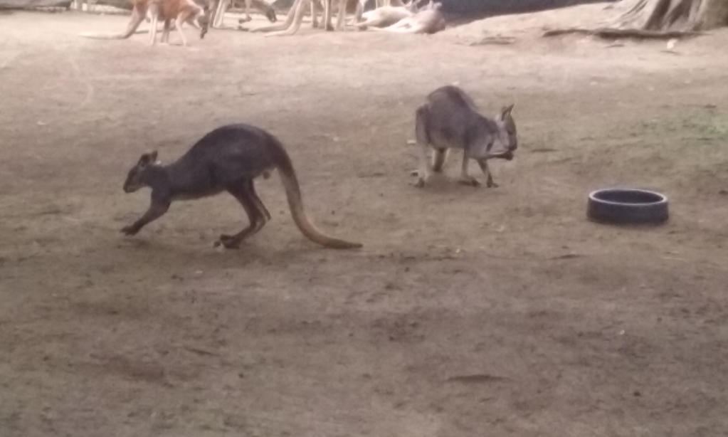 Two Little Kangaroos by DayDreamPrincess on DeviantArt