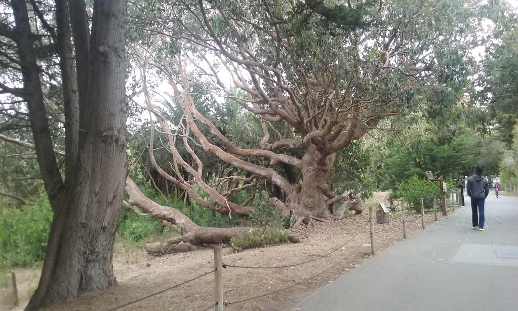 Mutated Tree by DayDreamPrincess on DeviantArt