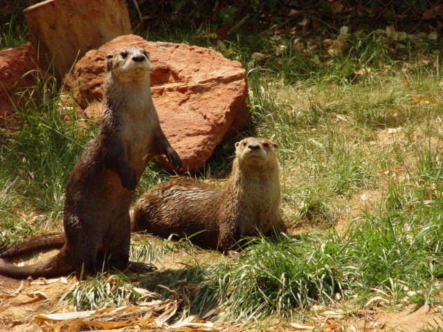 Otters