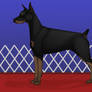 AnasJourneyKennel's First Show, Itava.