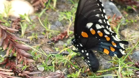 Butterfly in the woods