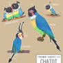 Pkmn Subspecies: Chatot