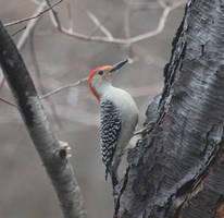 Red-bellied Woodpecker