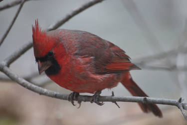 Male Cardinal