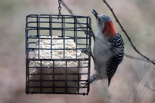 Red-bellied Woodpecker