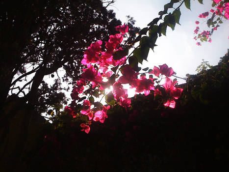 Botanic Garden - Purple Sky