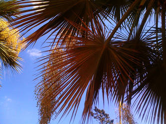 Botanic Garden - Palm Blauw