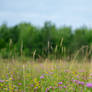 Clover