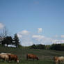 Grazing
