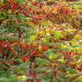 Yellow, green, orange and red.