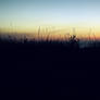 Just the other side of the grass