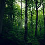The environment is the entity