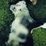 Shores of moss