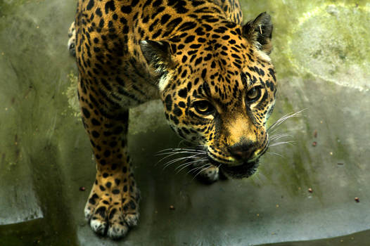 Jaguar