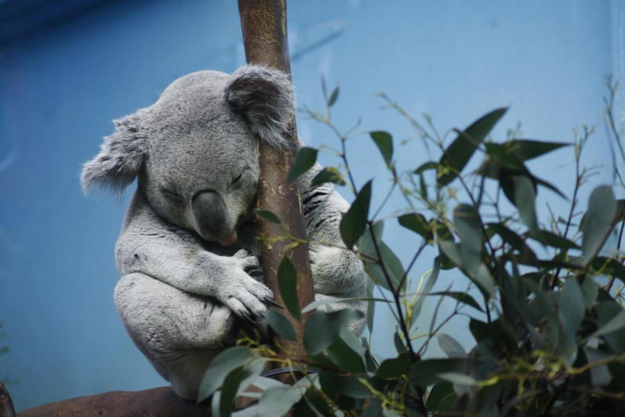 Koala