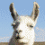 Llama Icon
