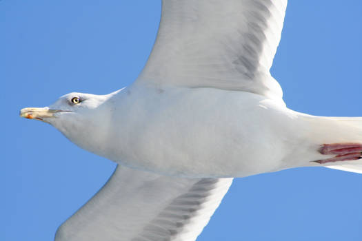 Herring Gull 2