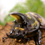 Hercules Beetle