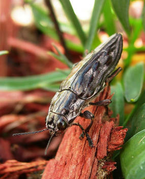 Buprestid Beetle