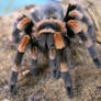 Mexican Redknee Tarantula