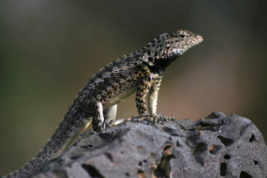 Lava Lizard - M. grayi