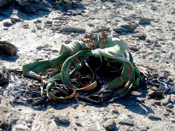 Welwitschia mirabilis