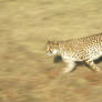 Cheetah Running 3