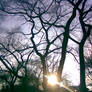 Dead trees in winter