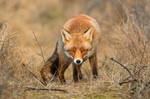 Cute little fox in the dunes by Aardbewoner