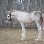 Gypsy Cob Foal Stock 22