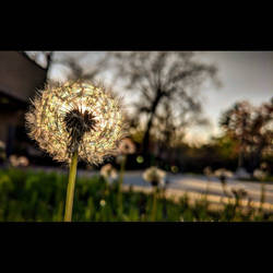 Dandelion at sunset 